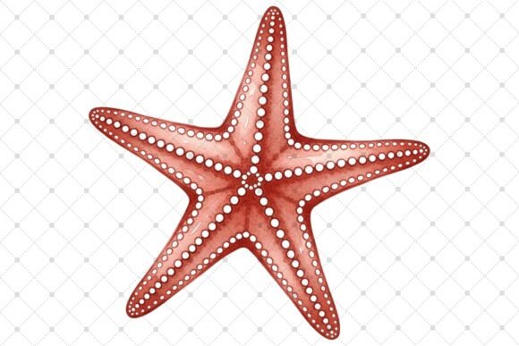 Download Vibrant Red Starfish Illustration - Fish Collection